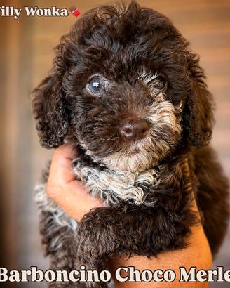 Barboncino Choco Merle occhi azzurri