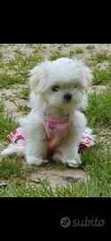 maltese coreano 