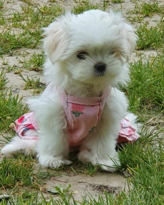 maltese coreano 