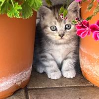 Ultimo cucciolo incrocio con British longhair