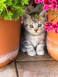 Ultimo cucciolo incrocio con British longhair