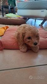 Cuccioli barboncino Toy