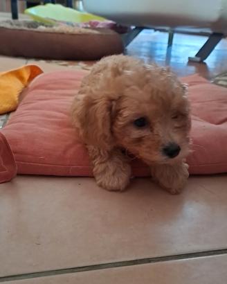 Cuccioli barboncino Toy