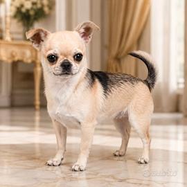 Chihuahua femmina pedigree