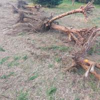 LEGNA DA ARDERE GRATIS