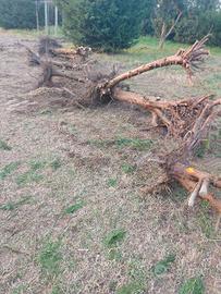 LEGNA DA ARDERE GRATIS