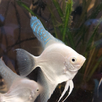 Pesci scalari White Platinum