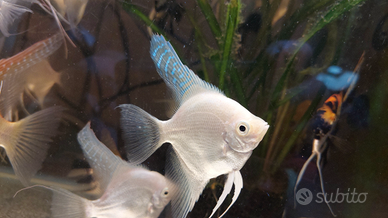 Pesci scalari White Platinum