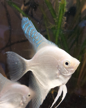 Pesci scalari White Platinum
