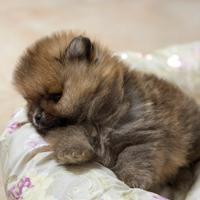 Ultimo mini pomerania