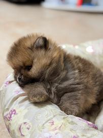 Ultimo mini pomerania