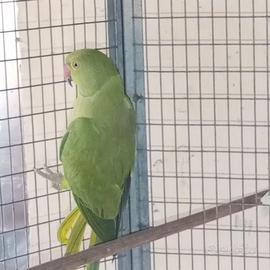 Parrocchetto dal collare