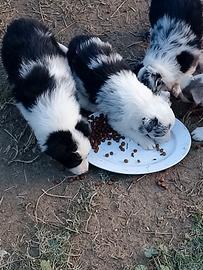 cuccioli di Border Collie