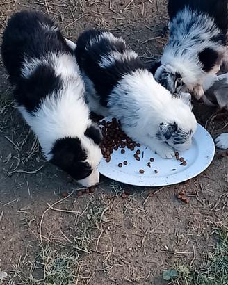cuccioli di Border Collie