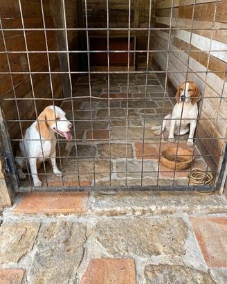 Stupendi coppia di Beagle muniti di pedigree