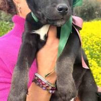 Cucciolo cane adotta meticcio con vaccino