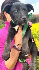 Cucciolo cane adotta meticcio con vaccino