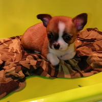 Chihuahua femmina