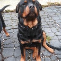 Rottweiler cuccioli con pedigree