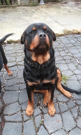 Rottweiler cuccioli con pedigree