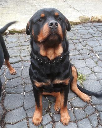 Rottweiler cuccioli con pedigree
