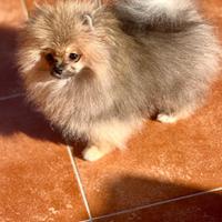 Pomerania