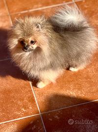 Pomerania