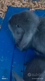 Coniglio nano ariete blu di vienna