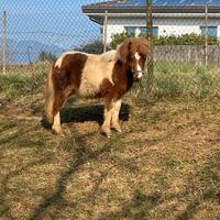 Pony età 9 mesi