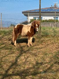 Pony età 9 mesi