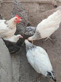Quattro galline di razza da carne e da uovo