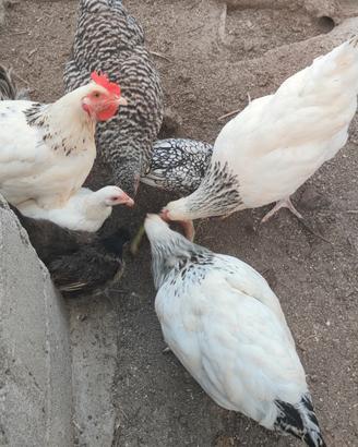 Quattro galline di razza da carne e da uovo