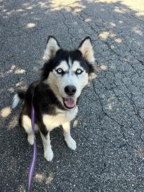 Sally, husky femmina di 2 anni