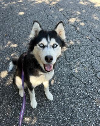 Sally, husky femmina di 2 anni