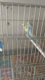 Coppie riproduttive cocoriti