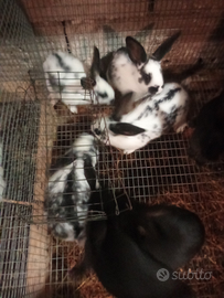 Conigli incrocio papillon