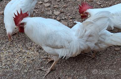 Gallo livornese