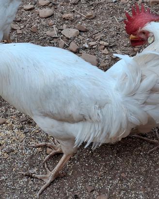 Gallo livornese