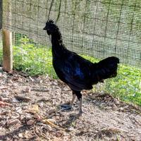 Galletti (varie razze)