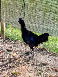 Galletti (varie razze)