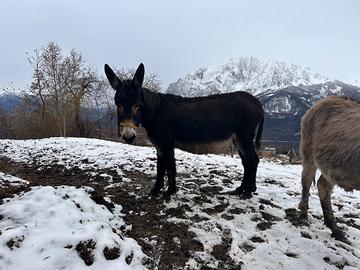 Asina gravida taglia grande