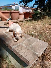 Setter inglese