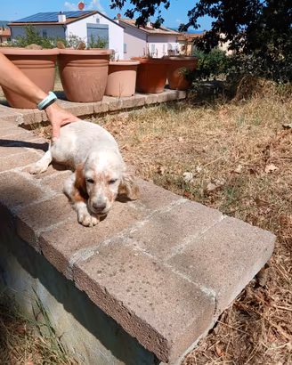 Setter inglese