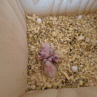 Pappagalli Calopsite pulli