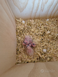 Pappagalli Calopsite pulli