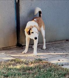Pastore dell Asia centrale