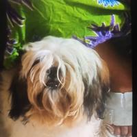 Cuccioli Shih Tzu Mondragone (CE)