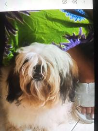 Cuccioli Shih Tzu Mondragone (CE)