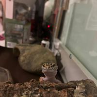 Geco leopardino