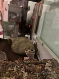 Geco leopardino